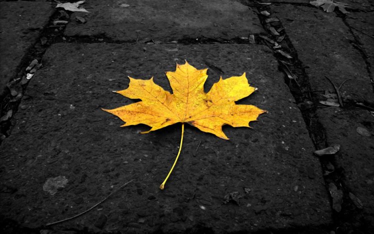 leaves, Fallen, Leaves HD Wallpaper Desktop Background