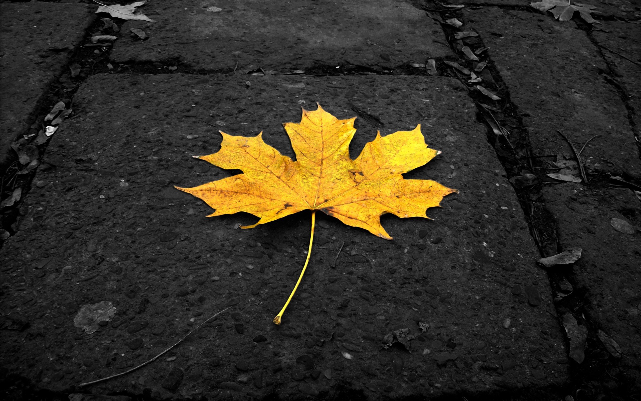 leaves, Fallen, Leaves Wallpapers HD / Desktop and Mobile Backgrounds