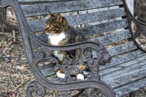 cats, Bench, Hdr, Photography