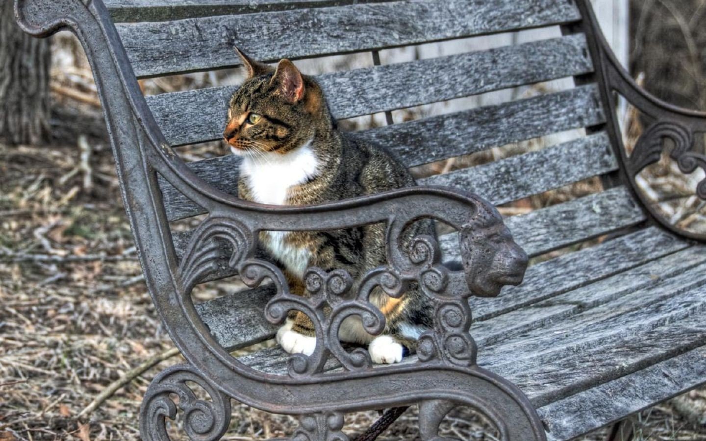 cats, Bench, Hdr, Photography Wallpaper
