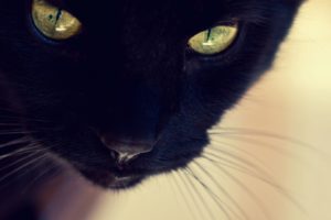 close up, Indoors, Cats, Animals, Black, Cat, Yellow, Eyes, Furry, Animals, Furry, Domestic, Cat