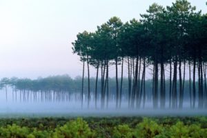 forests, France, Landes, Pine, Trees
