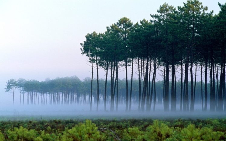 forests, France, Landes, Pine, Trees HD Wallpaper Desktop Background