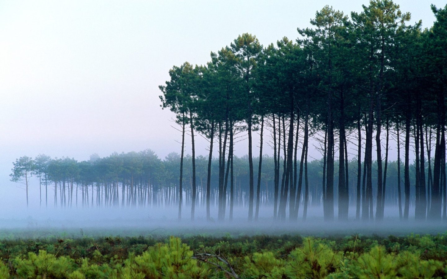 forests, France, Landes, Pine, Trees Wallpaper