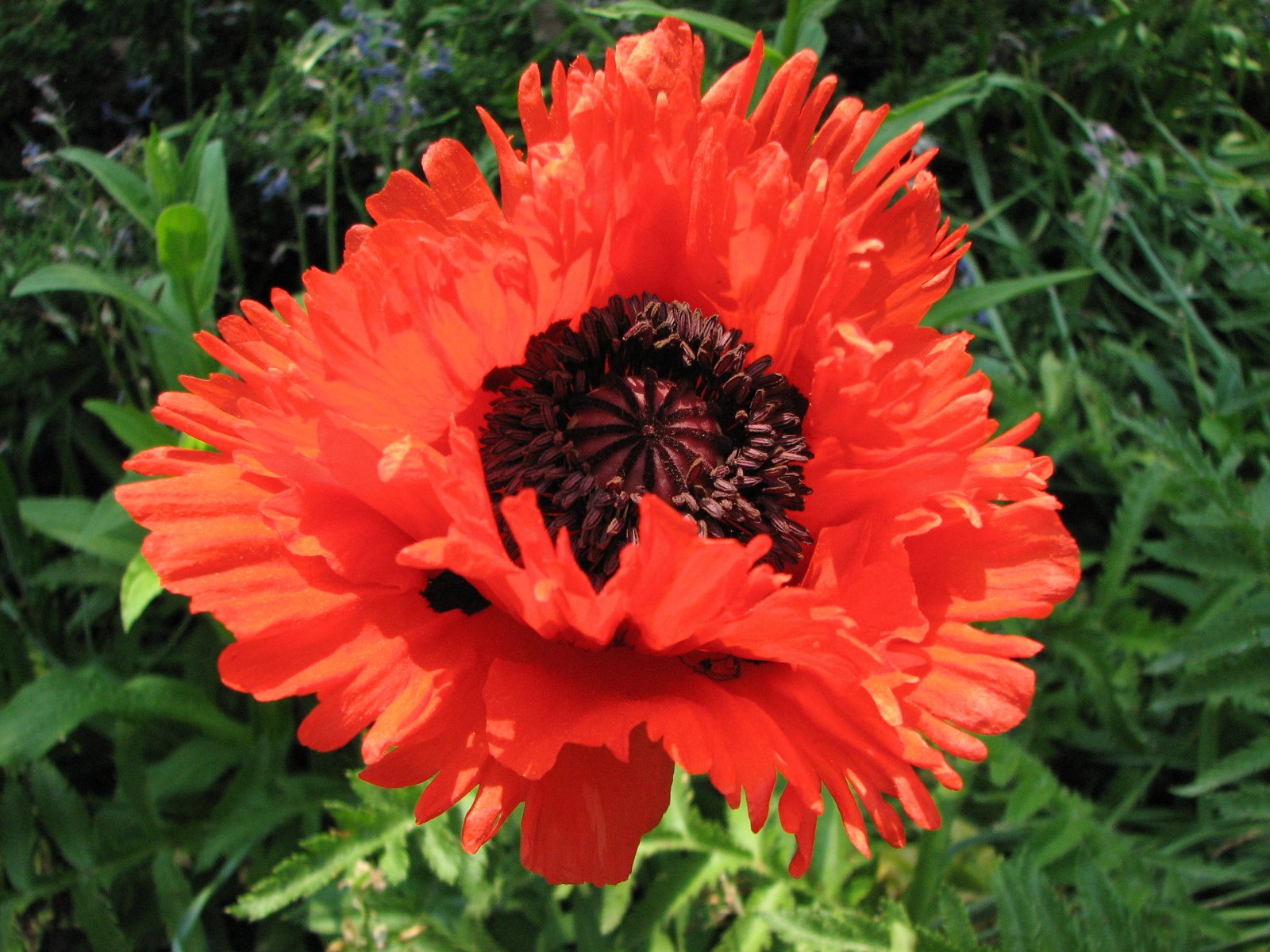 nature, Flowers, Plants Wallpaper