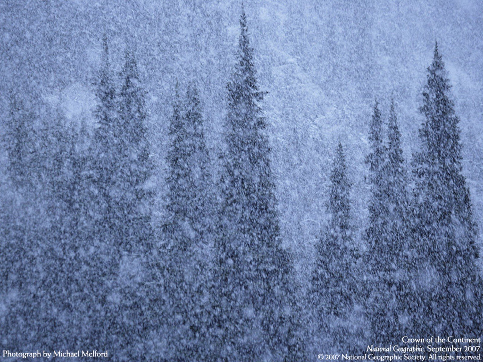 winter, Forests, National, Geographic Wallpaper