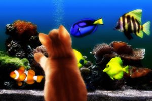 fish, Aquarium, Kittens