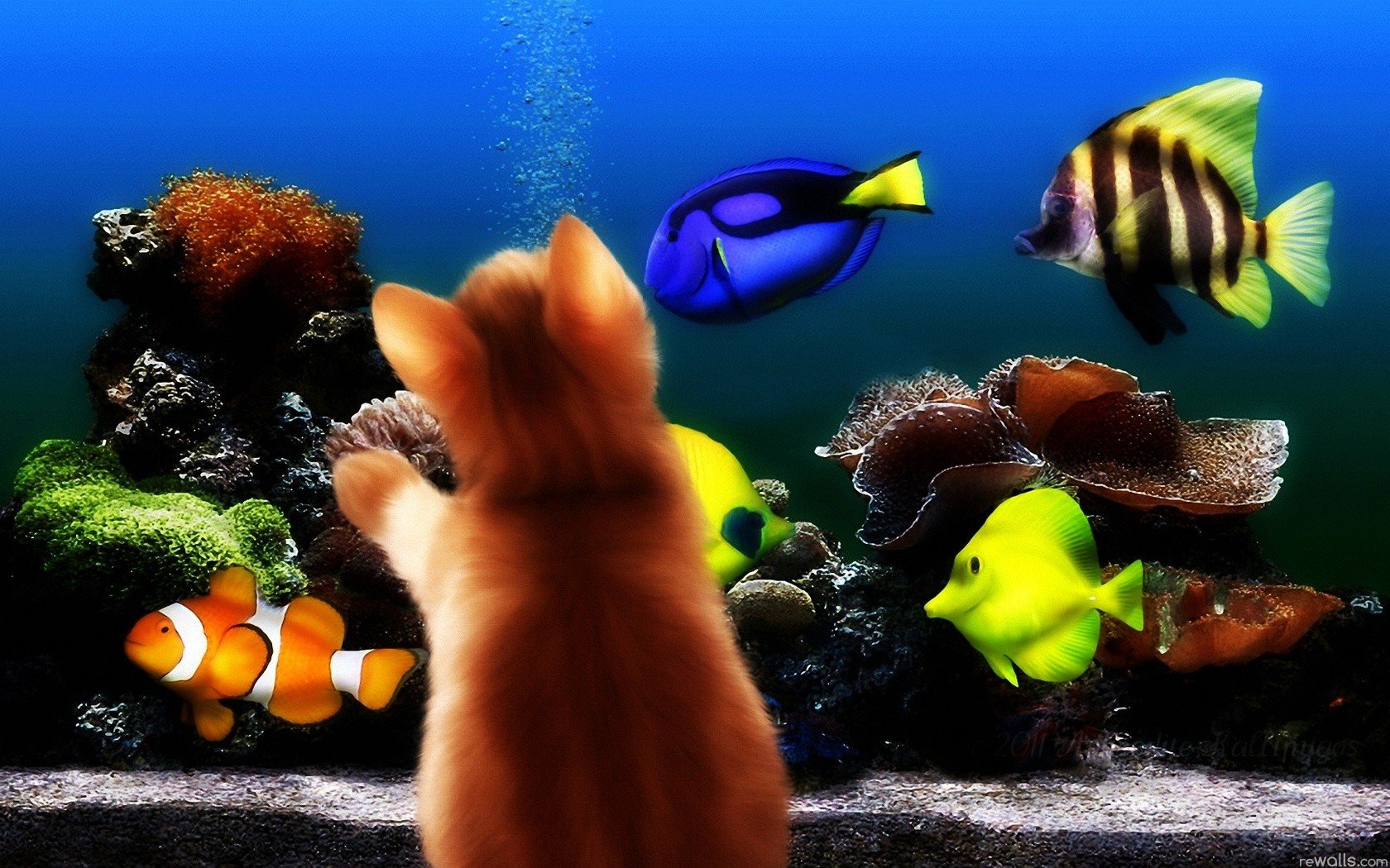 fish, Aquarium, Kittens Wallpaper