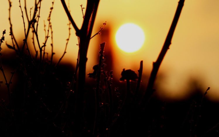 nature, Sun, Silhouettes, Plants, Branches HD Wallpaper Desktop Background