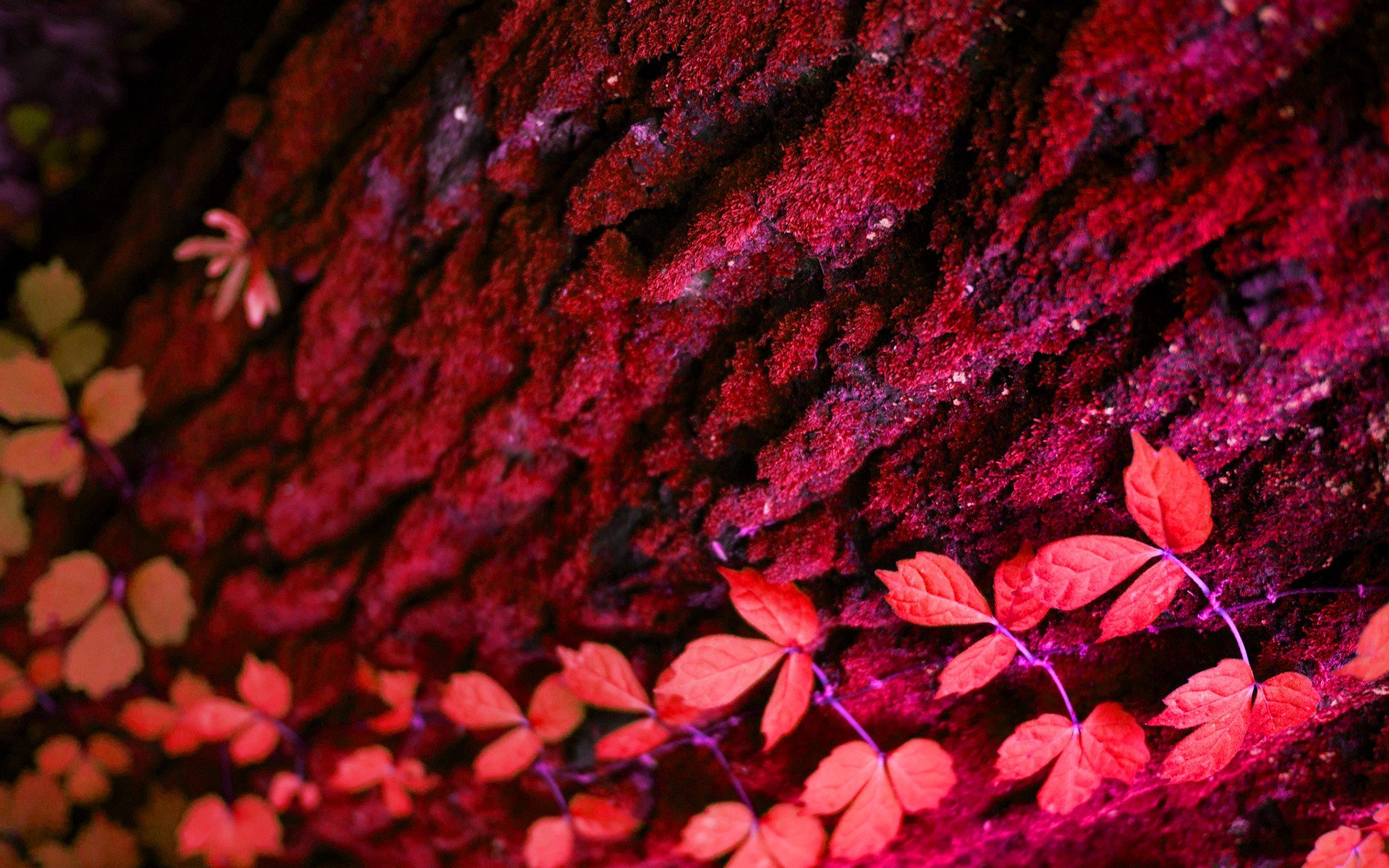 wood, Plants Wallpaper