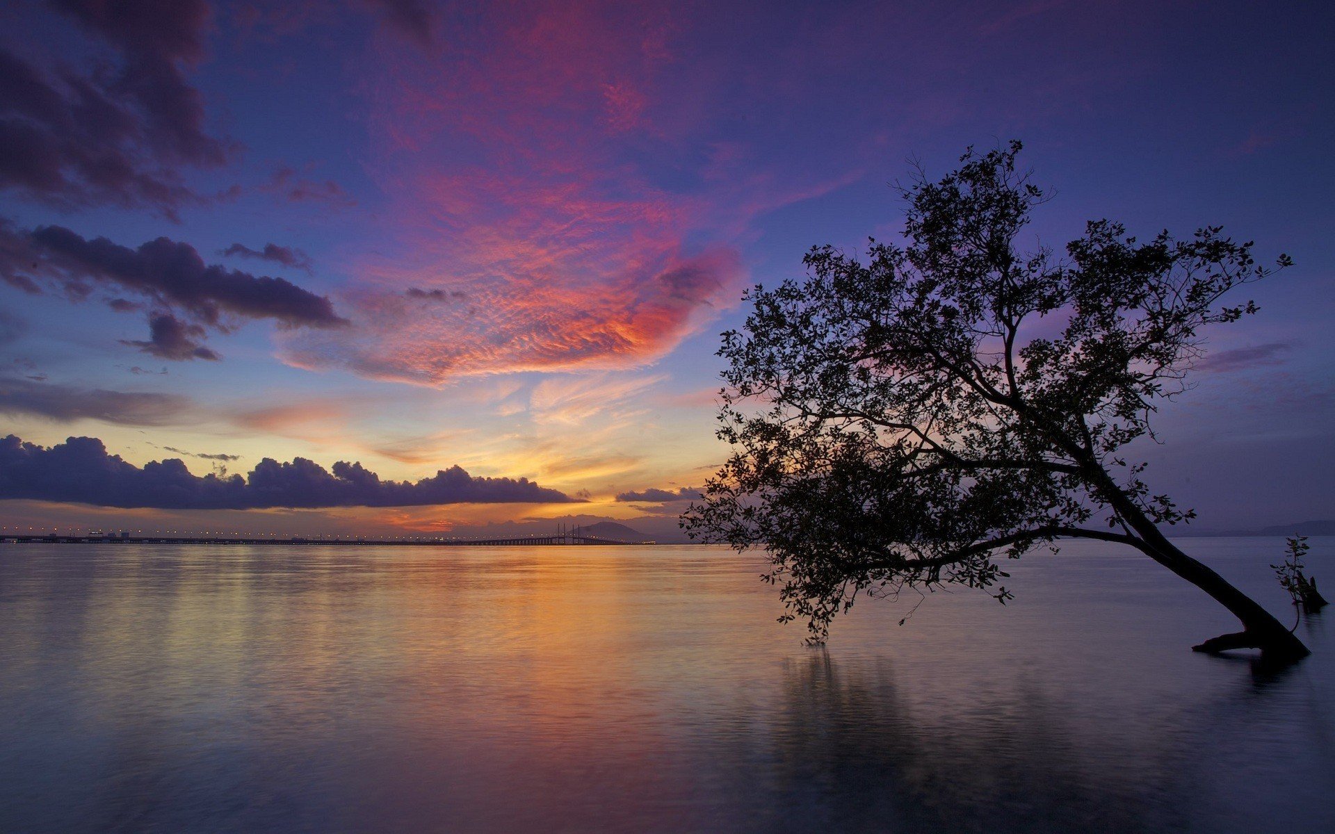 trees, Sea Wallpaper