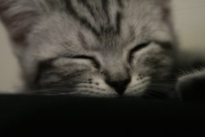 close up, Cats, Animals, Sleeping, Closed, Eyes