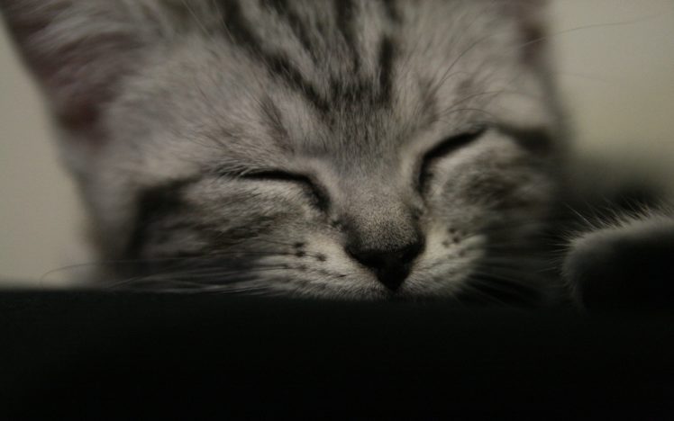 close up, Cats, Animals, Sleeping, Closed, Eyes HD Wallpaper Desktop Background