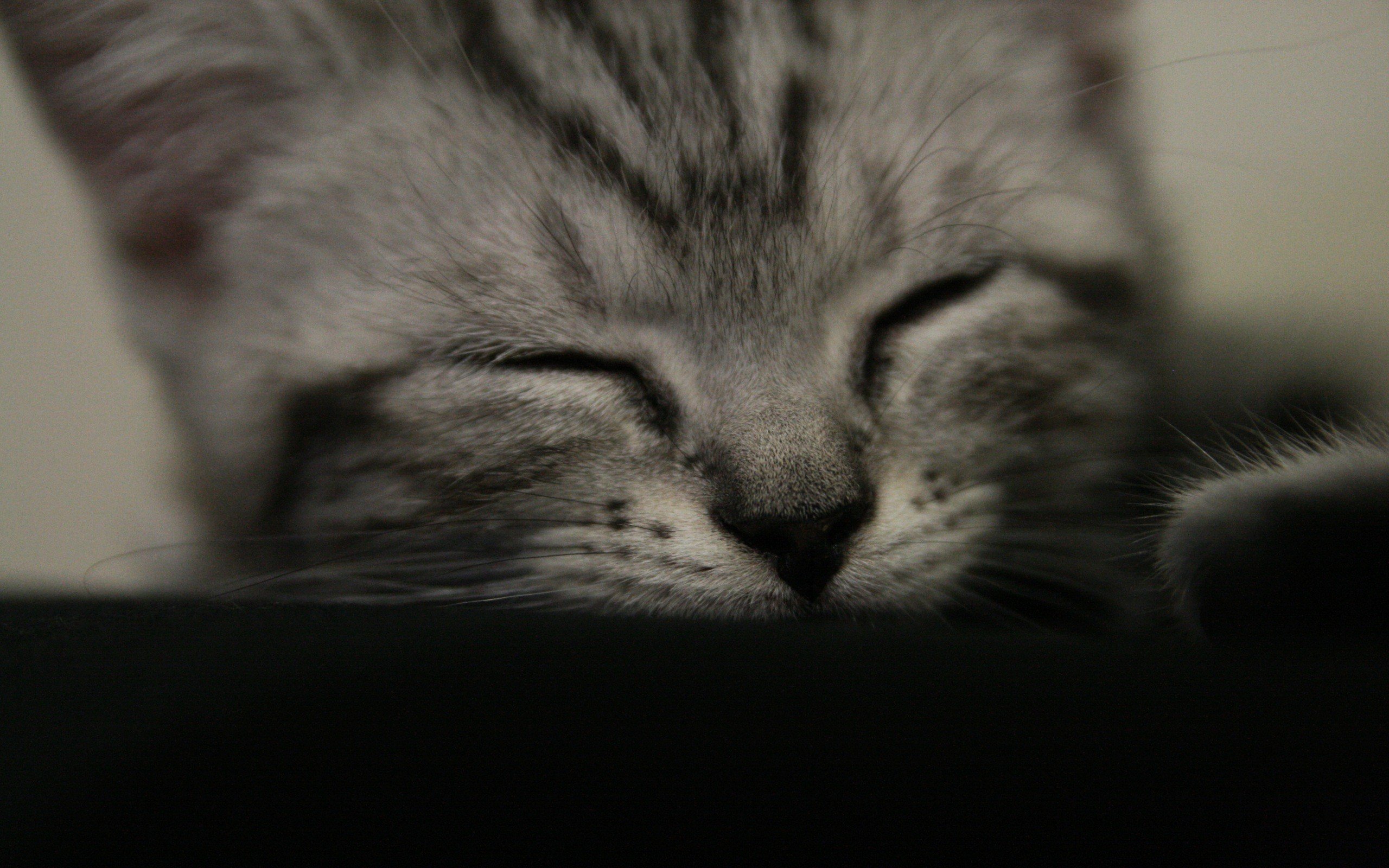 close up, Cats, Animals, Sleeping, Closed, Eyes Wallpaper