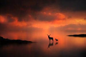 sunset, Animals, Silhouettes, Mist, Deer, Fawn