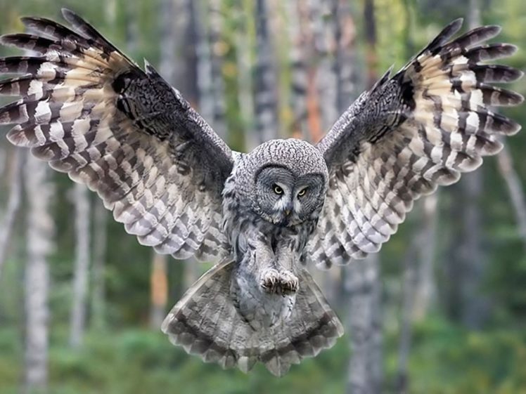 nature, Forests, Birds, Owls HD Wallpaper Desktop Background