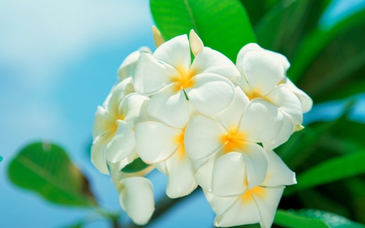 flowers, White, Flowers, Plumeria, Beaches HD Wallpaper Desktop Background
