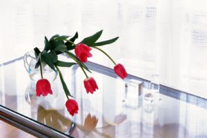flowers, Tulips, Still, Life