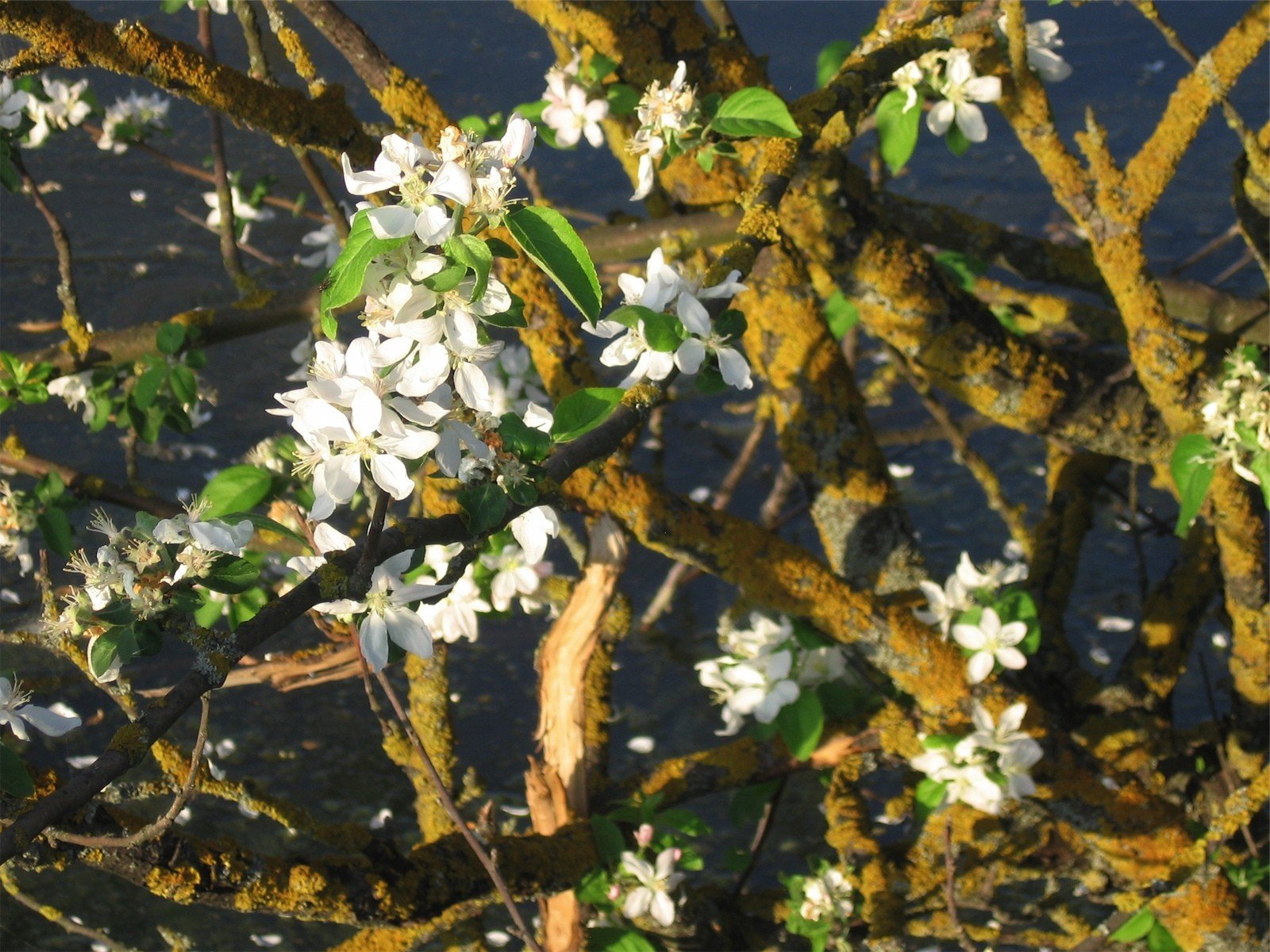 flowers, Moss, Flowered, Trees Wallpaper