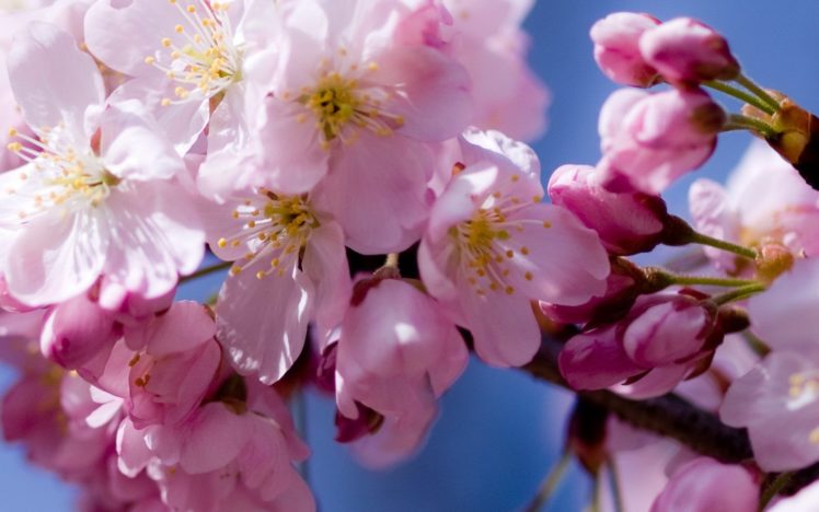 cherry, Blossoms, Flowers, Macro HD Wallpaper Desktop Background