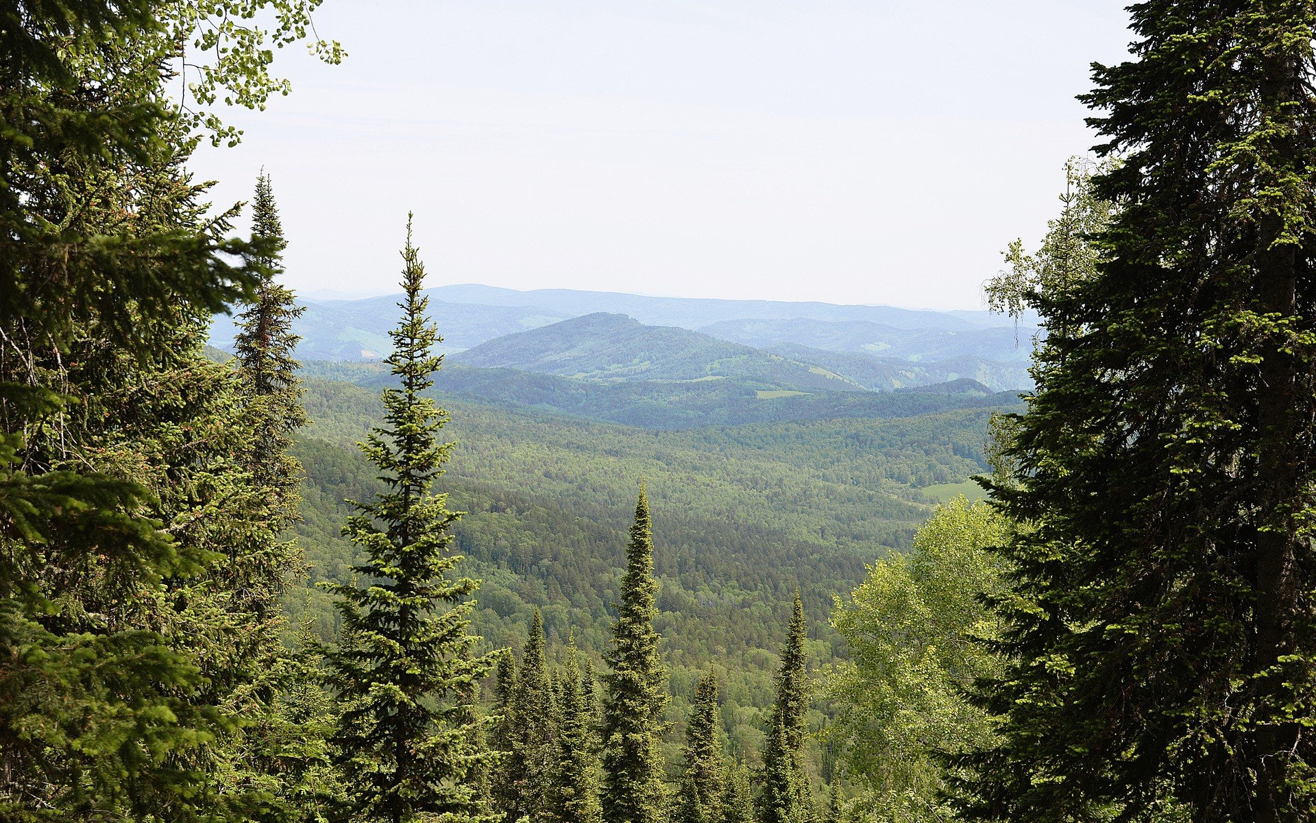 mountains, Landscapes, Nature, Pine, Trees, Conifers Wallpaper