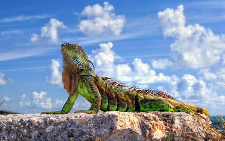 sun, Lizards, Iguana HD Wallpaper Desktop Background