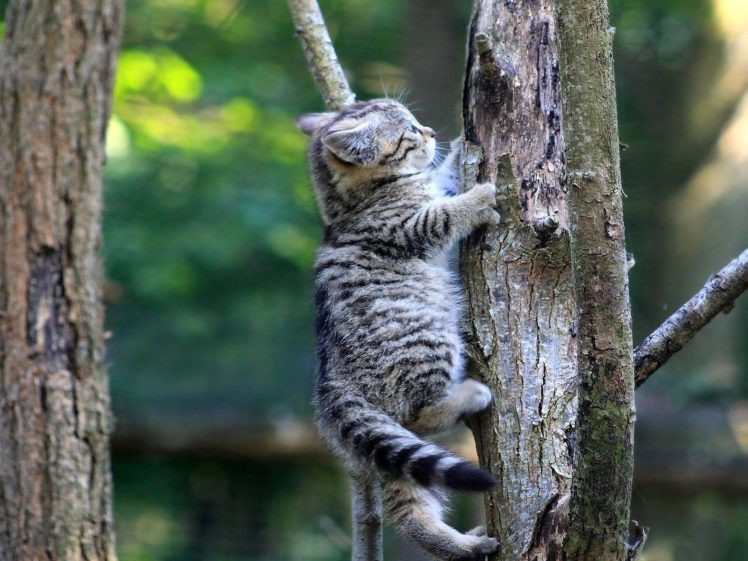 trees, Cats, Funny HD Wallpaper Desktop Background