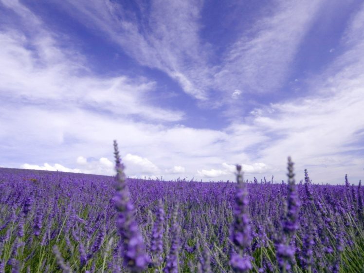 clouds, Landscapes, Nature, Skylines, Lavender, Purple, Flowers HD Wallpaper Desktop Background