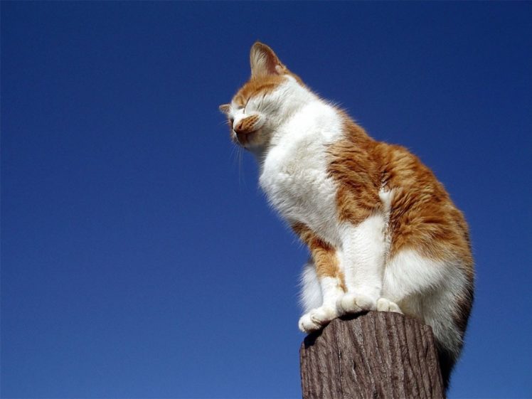 nature, Cats, Animals HD Wallpaper Desktop Background