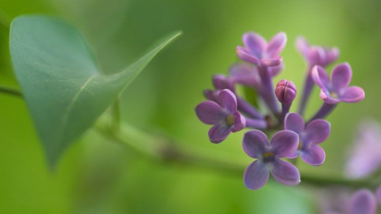 nature, Flowers, Leaves, Bloom, Lilac, Depth, Of, Field, Purple, Flowers HD Wallpaper Desktop Background