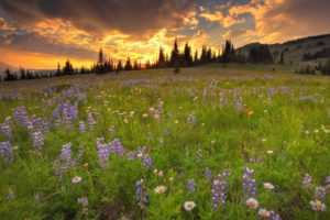 clouds, Landscapes, Nature, Trees, Flowers, Wildflowers