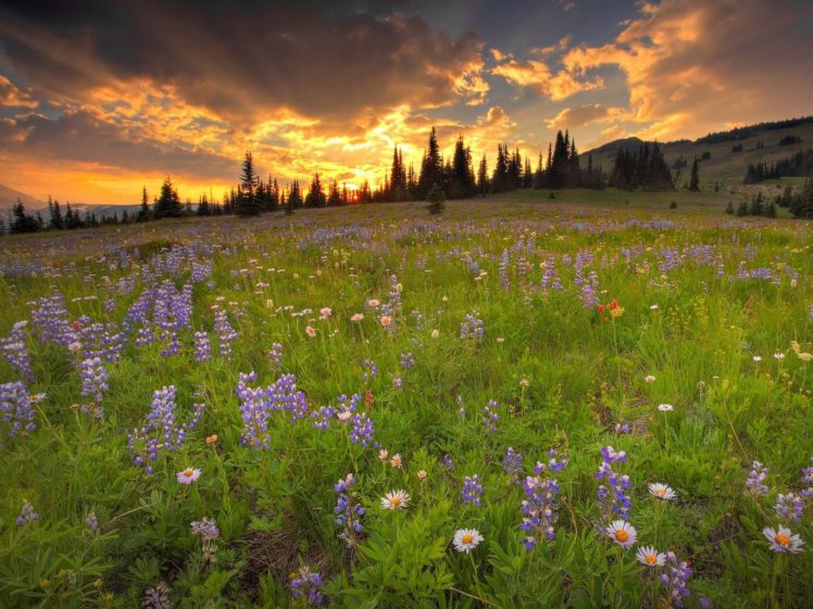 clouds, Landscapes, Nature, Trees, Flowers, Wildflowers HD Wallpaper Desktop Background