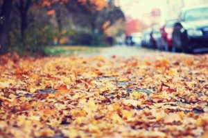 fallen, Leaves, On, The, Sidewalk