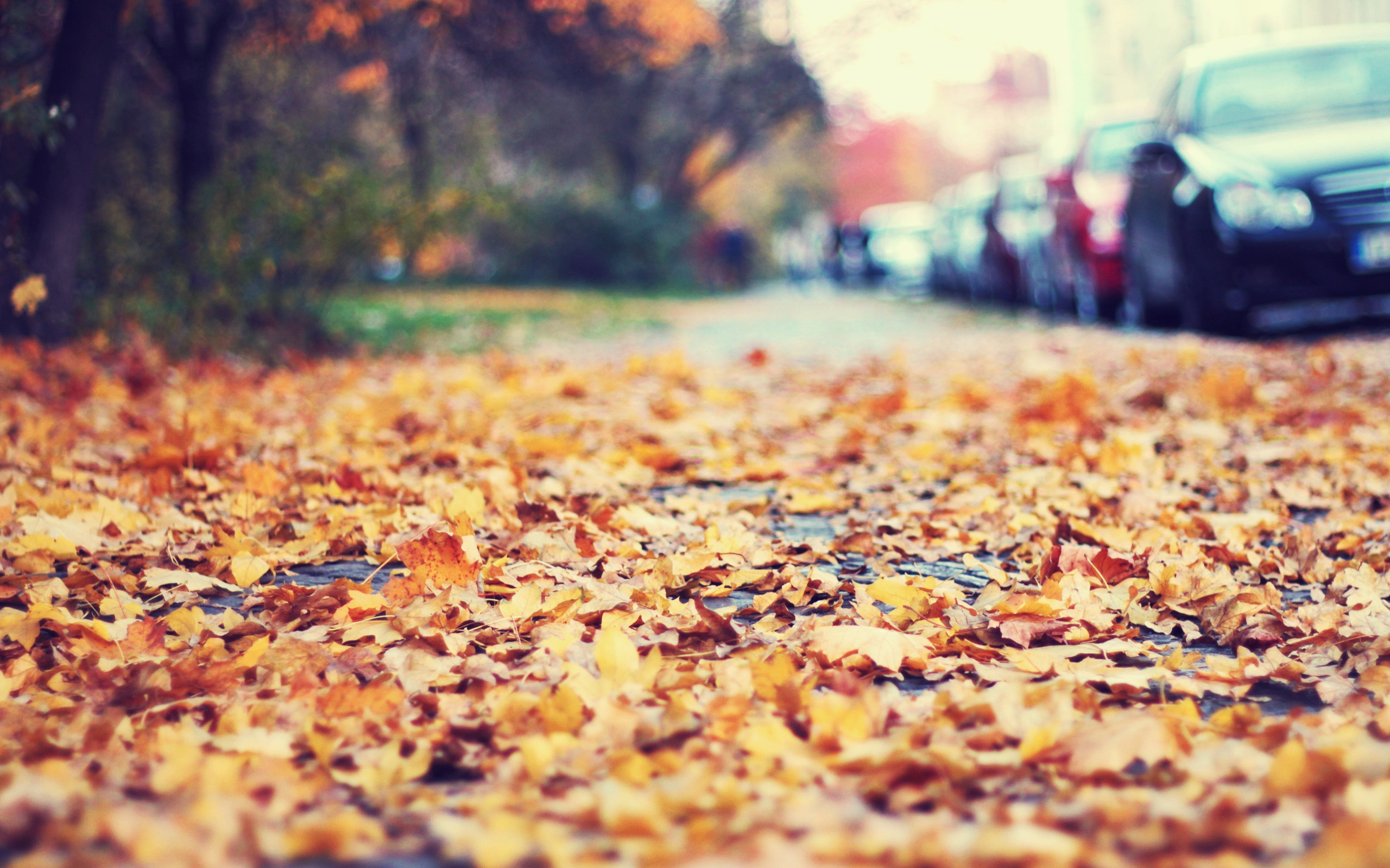 fallen, Leaves, On, The, Sidewalk Wallpaper