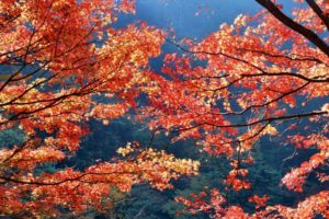 1920×1200, Japan, Autumn, Season, Leaves