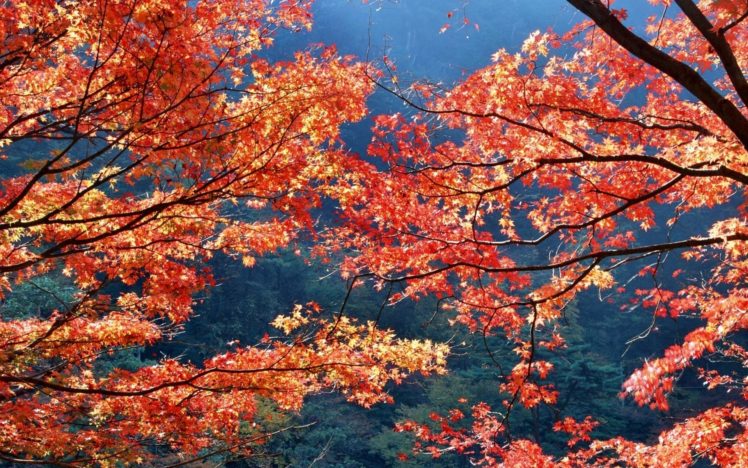 1920×1200, Japan, Autumn, Season, Leaves HD Wallpaper Desktop Background