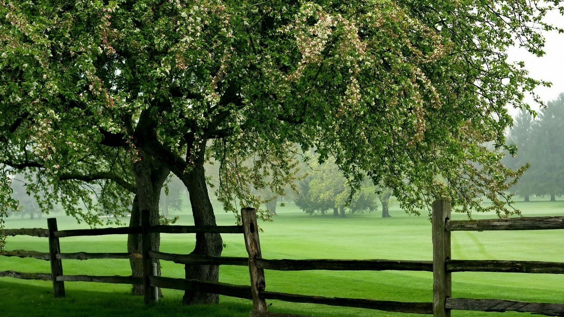 trees, Fences Wallpapers HD / Desktop and Mobile Backgrounds