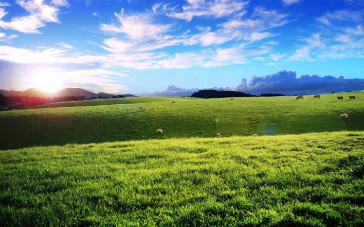 nature, Hills, Cows HD Wallpaper Desktop Background