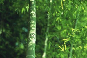 japan, Bamboo