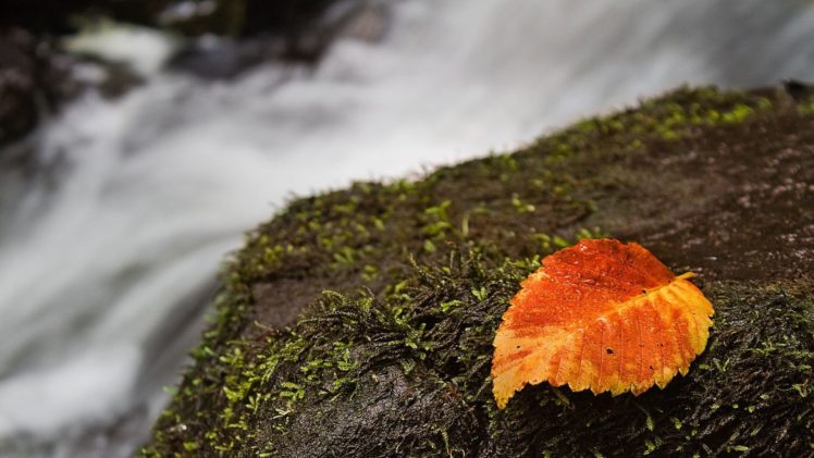 nature, Autumn, Leaves, Rocks, Moss, Macro, Depth, Of, Field, Waterfalls HD Wallpaper Desktop Background