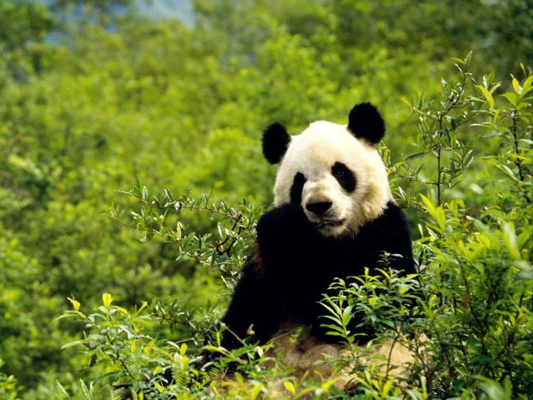 nature, Animals, Panda, Bears HD Wallpaper Desktop Background