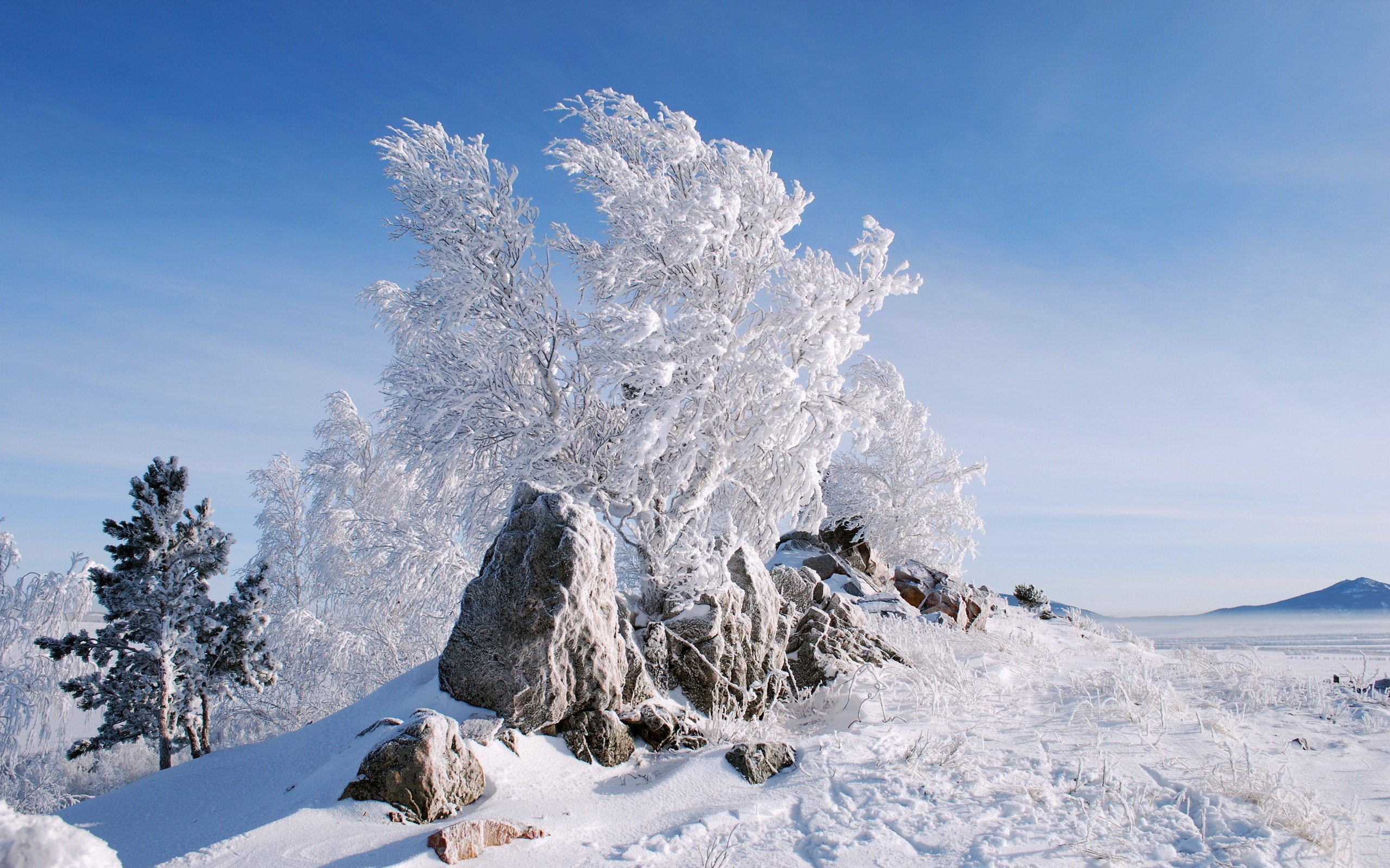 snow, Trees, Stones, New, Year, Frost Wallpaper
