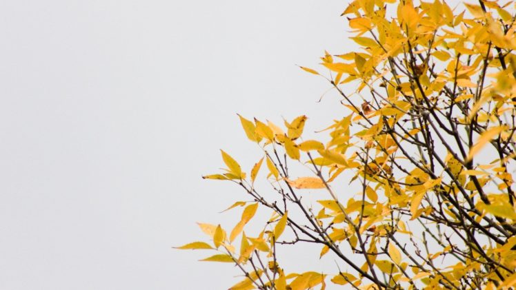 clouds, Trees, Autumn, Wall HD Wallpaper Desktop Background
