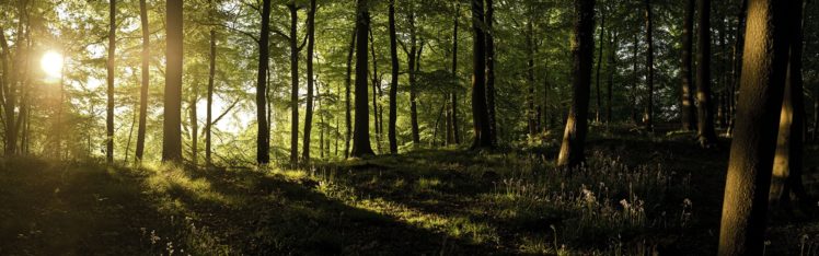 trees, England, Forests, Sunlight, United, Kingdom, Panorama HD Wallpaper Desktop Background