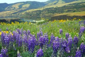 mountains, Landscapes, Nature, Flowers, Tom, Oregon