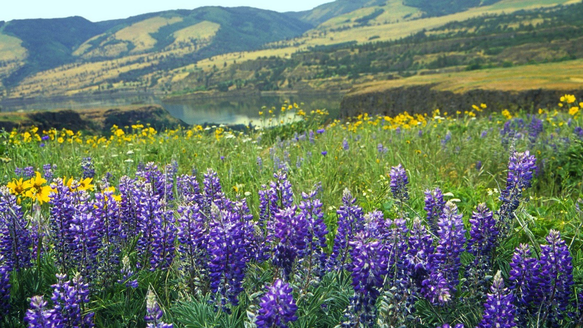 mountains, Landscapes, Nature, Flowers, Tom, Oregon Wallpaper