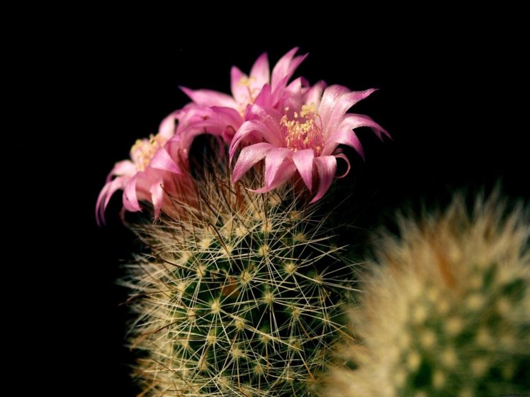 flowers, Cactus, Cactus, Flowers HD Wallpaper Desktop Background