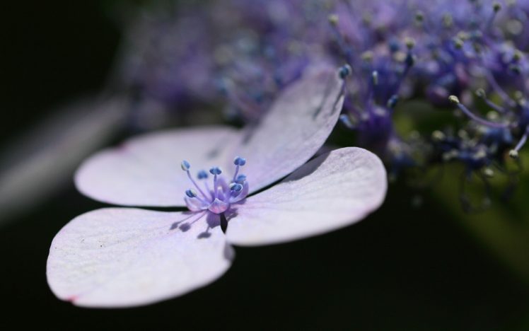 flowers, Macro, Purple, Flowers, Hydrangeas HD Wallpaper Desktop Background