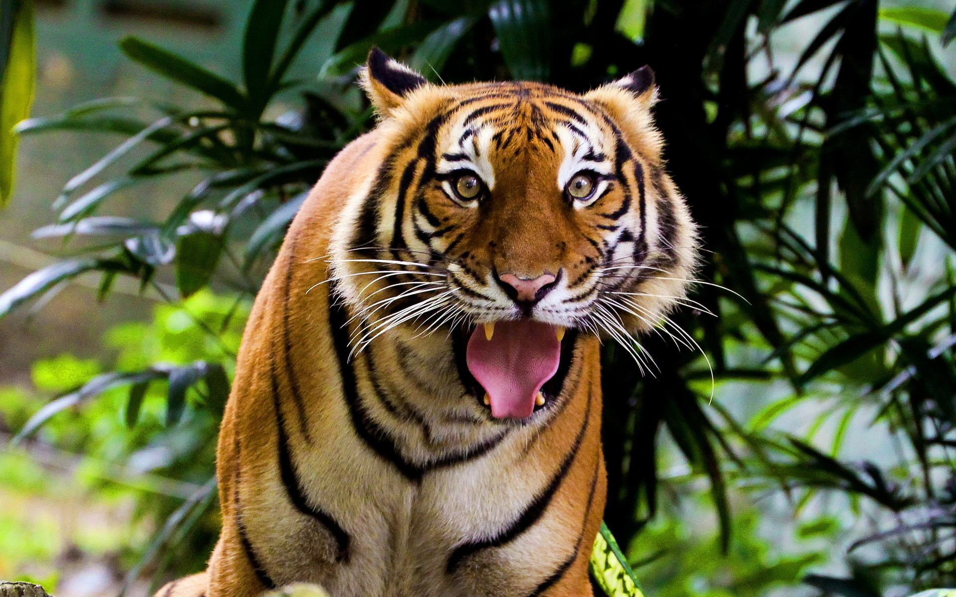 tiger Wallpaper