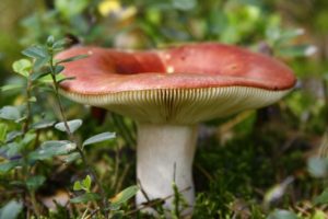 nature, Grass, Mushrooms